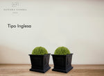 603 Tipo Inglesa